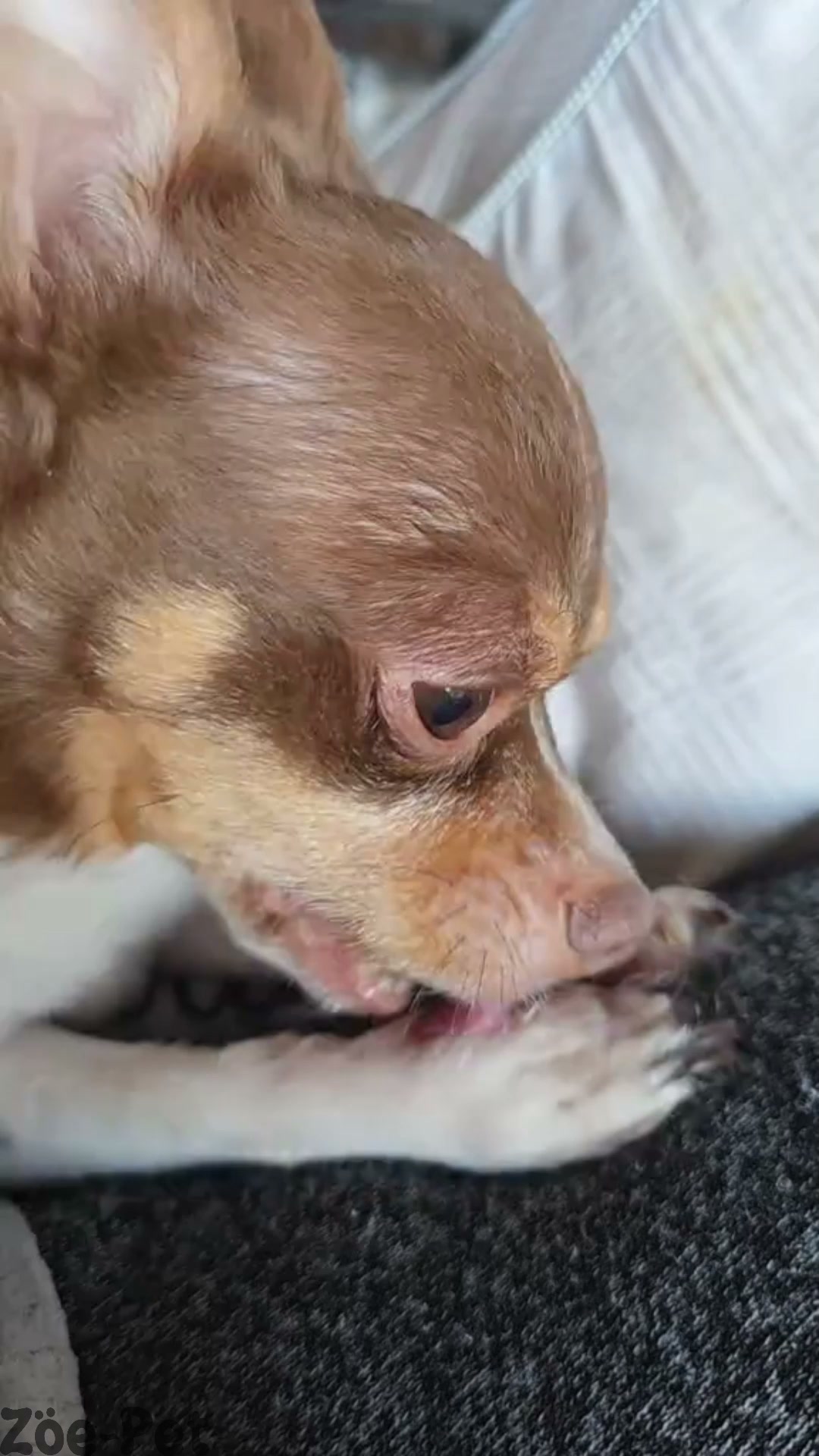 ZÖE-PET tratamiento piel mascotas