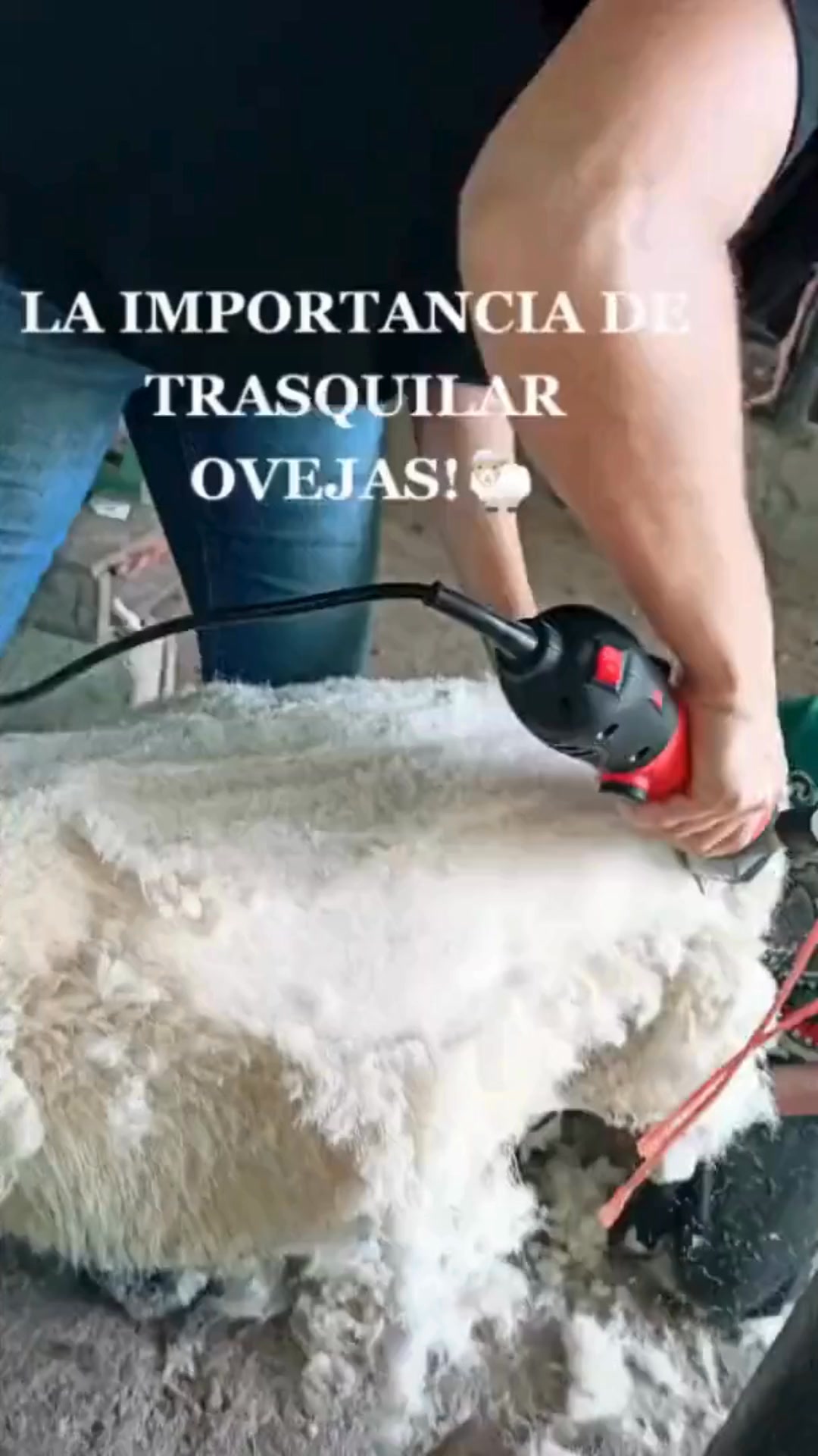 Trasquiladora de ovejas